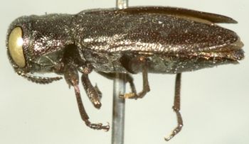 Media type: image;   Entomology 2707 Aspect: habitus lateral view